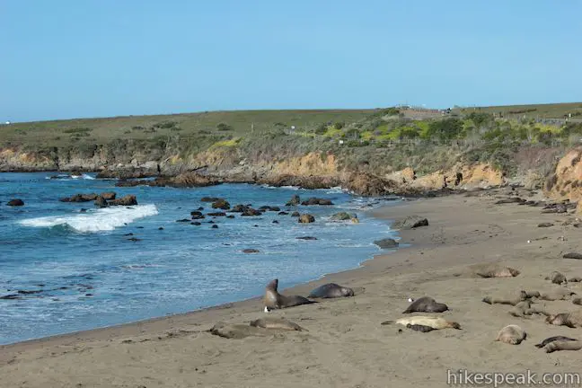 Piedras Blancas Elephant Seal Rookery