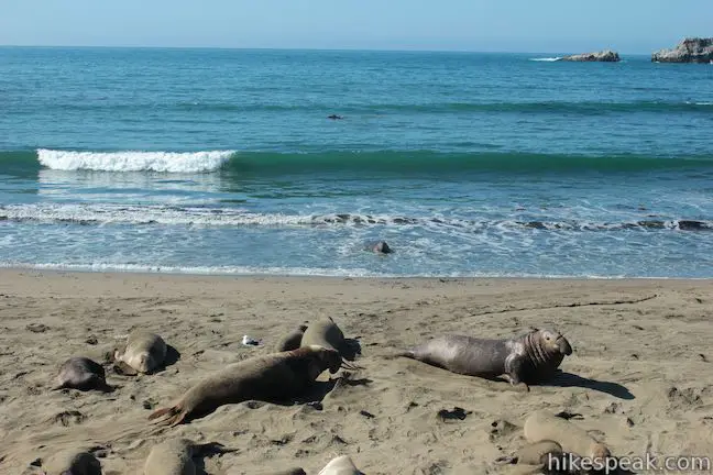 Piedras Blancas Elephant Seal Rookery