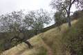 Rinconada Trail Oak Woodland