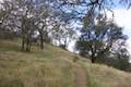 Rinconada Trail Oak Woodland