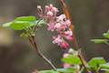 Santa Paula Canyon Wildflowers