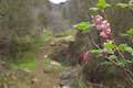 Santa Paula Canyon Blossoms