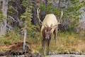 Bull Elk Rocky Mountains