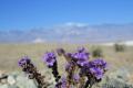 Sidewinder Canyon Canyon Death Valley