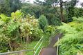 Akaka Falls Loop Trail