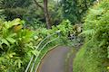 Akaka Falls Loop Trail