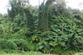 Akaka Falls Trees