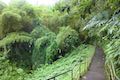 Akaka Falls Loop Trail