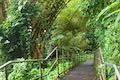 Akaka Falls Loop Trail