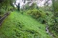 Akaka Falls Stream