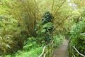 Akaka Falls Loop Trail