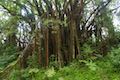 Akaka Falls State Park Tree