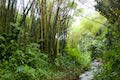 Akaka Falls State Park