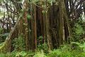 Akaka Falls State Park Tree