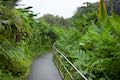 Akaka Falls Loop Trail