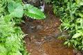 Akaka Falls Stream