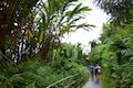 Akaka Falls Loop Trail