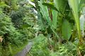 Akaka Falls Loop Trail