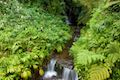 Akaka Falls State Park Cascade