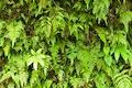 Akaka Falls State Park Ferns