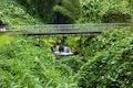 Akaka Falls State Park Bridge