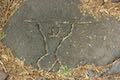 Malama Trail Puako Petroglyph Reproductions