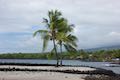 Keone'ele Cove Coconut Palm