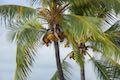 Keone'ele Cove Coconut Palm