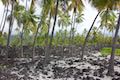 Puuhonua Great Wall