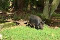 Wild Pig Hawaii