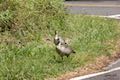 Nene Hawaiian Geese