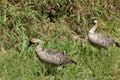 Nene Hawaiian Geese