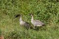 Nene Hawaiian Geese