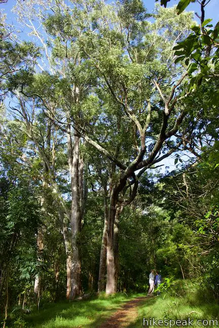 Kipukapuaulu Trail Koa Forest