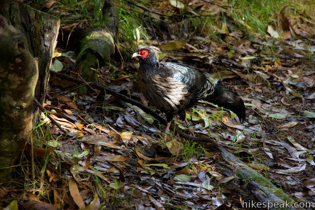 Kalij pheasant Bird Park Hawaii Volcanoes National Park