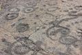 Pu‘u Loa Petroglyphs