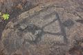 Hawaii Petroglyphs Trail