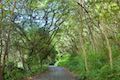 Waipio Road Forest