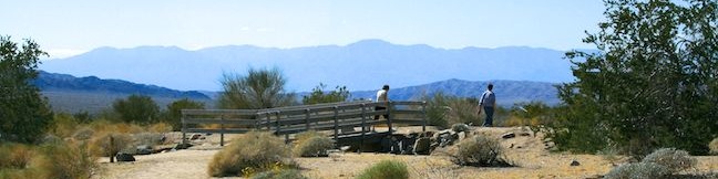 Bajada Trail in Joshua Tree National Park Bajada All-Access Nature Trail hike California desert botany trail