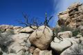 Barker Dam Joshua Tree