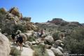 Barker Dam Joshua Tree