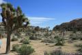 Barker Dam Joshua Tree