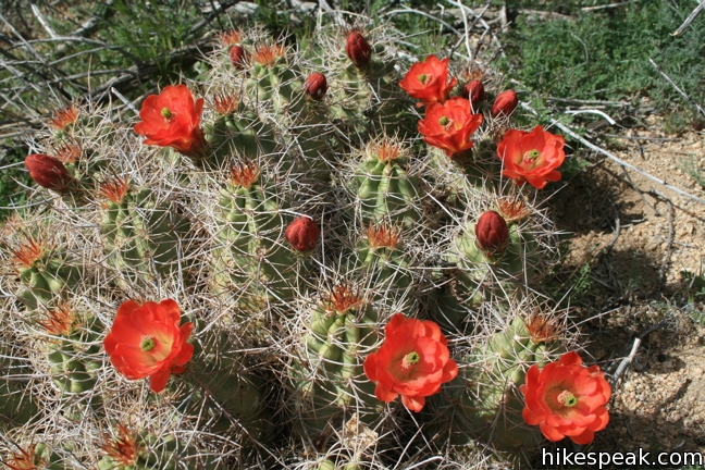 Mojave mound cactus Joshua Tree