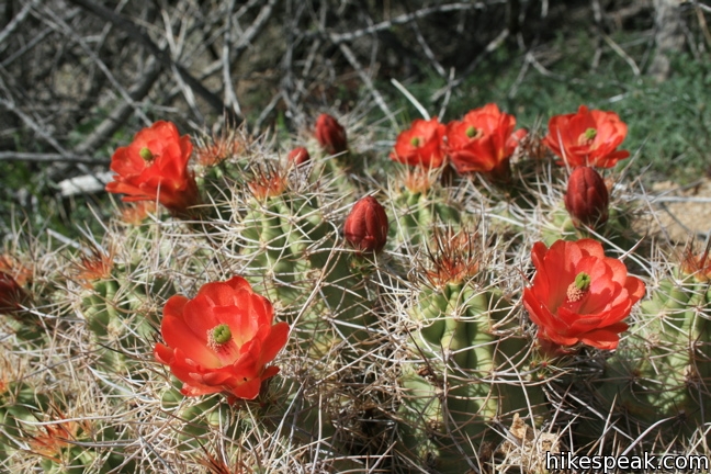 Mojave mound cactus Joshua Tree