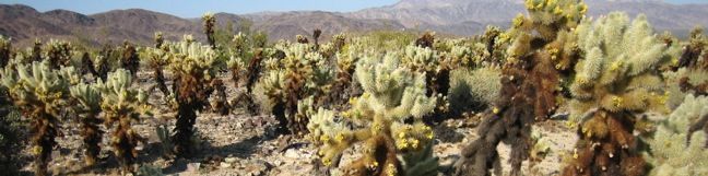 Cholla Cactus Garden Trail Joshua Tree National Park Hike California