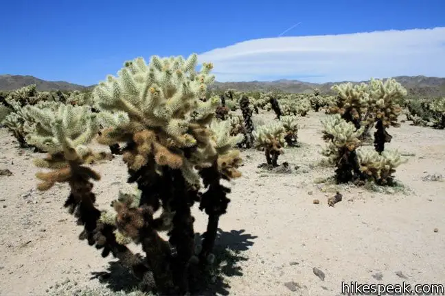 This 0.25-mile loop offers a stroll through an intense concentration of cholla cacti in Joshua Tree National Park.
