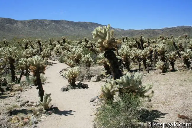 Joshua Tree Cholla Garden