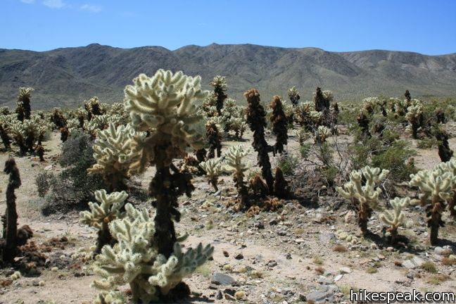 Cholla Cactus Garden Joshua Tree NP