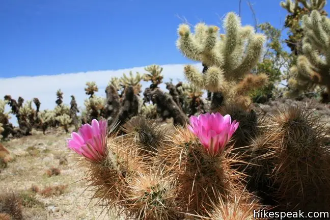 Engelmann hedgehog Joshua Tree