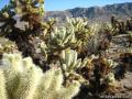 Cholla Cactus Trail